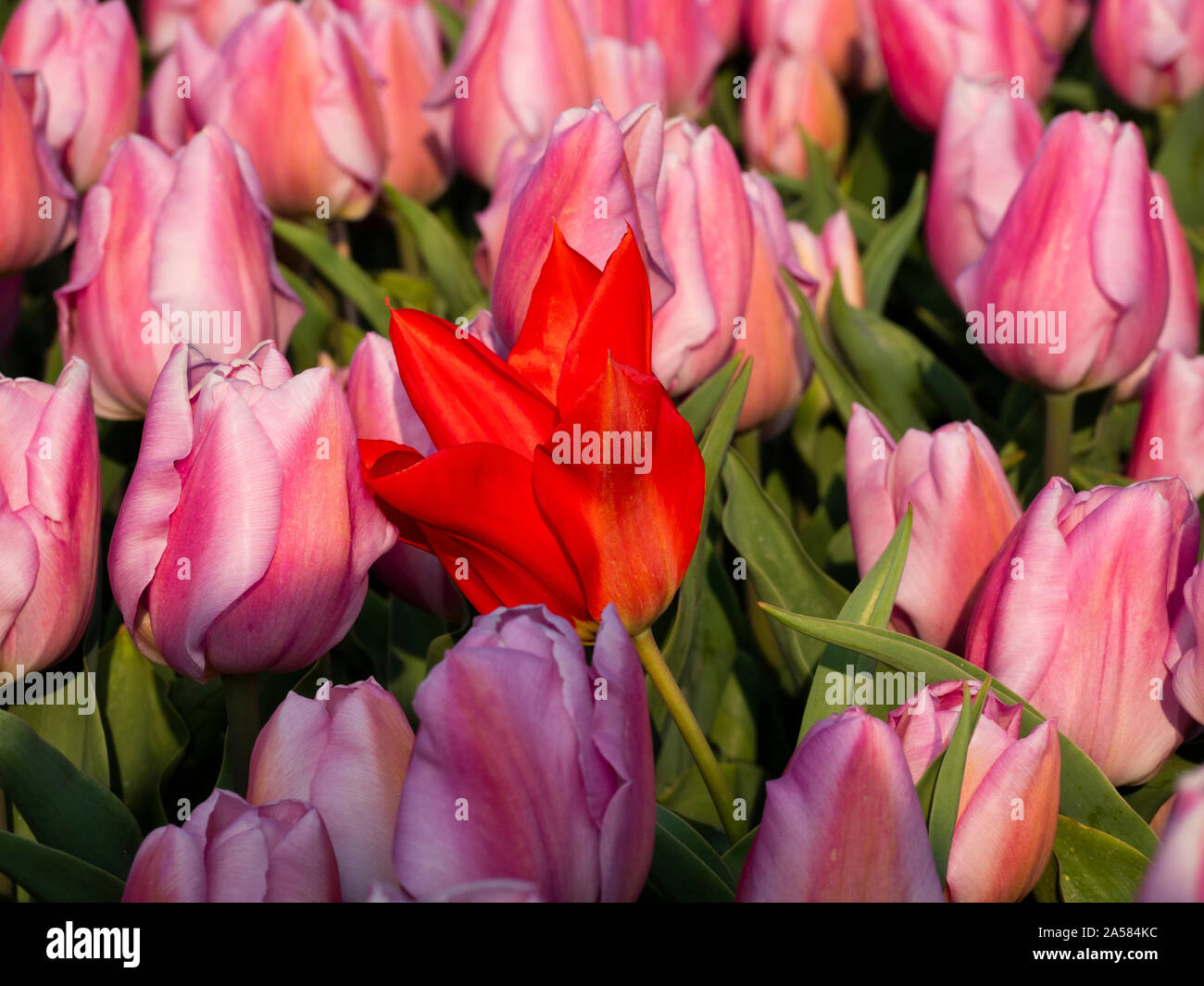 Close-up di red tulip tra tulipani rosa, Sint Maartensvlotbrug, North Holland, Paesi Bassi Foto Stock