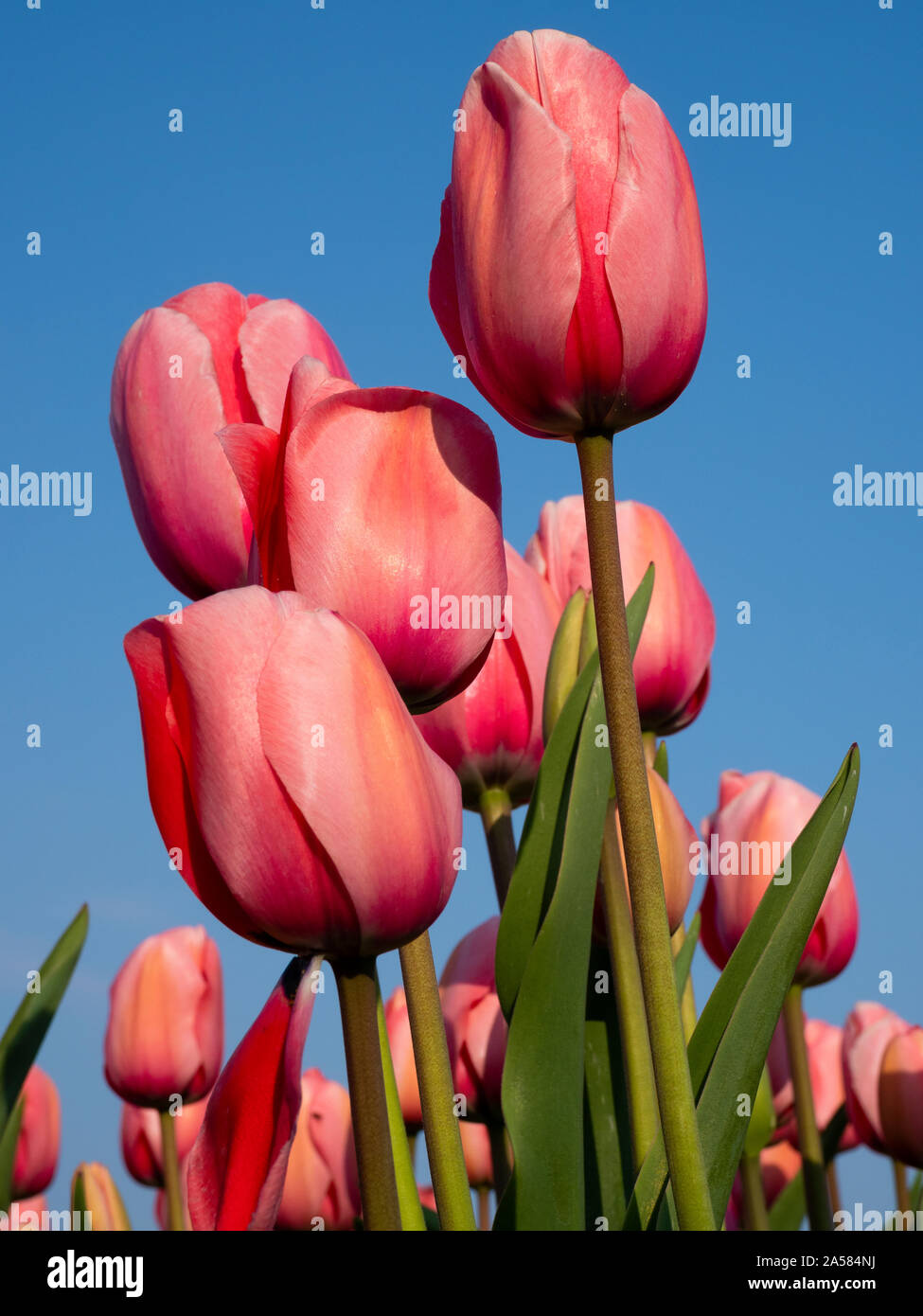Close-up di tulipani rosa in campo, Schagerburg, North Holland, Paesi Bassi Foto Stock