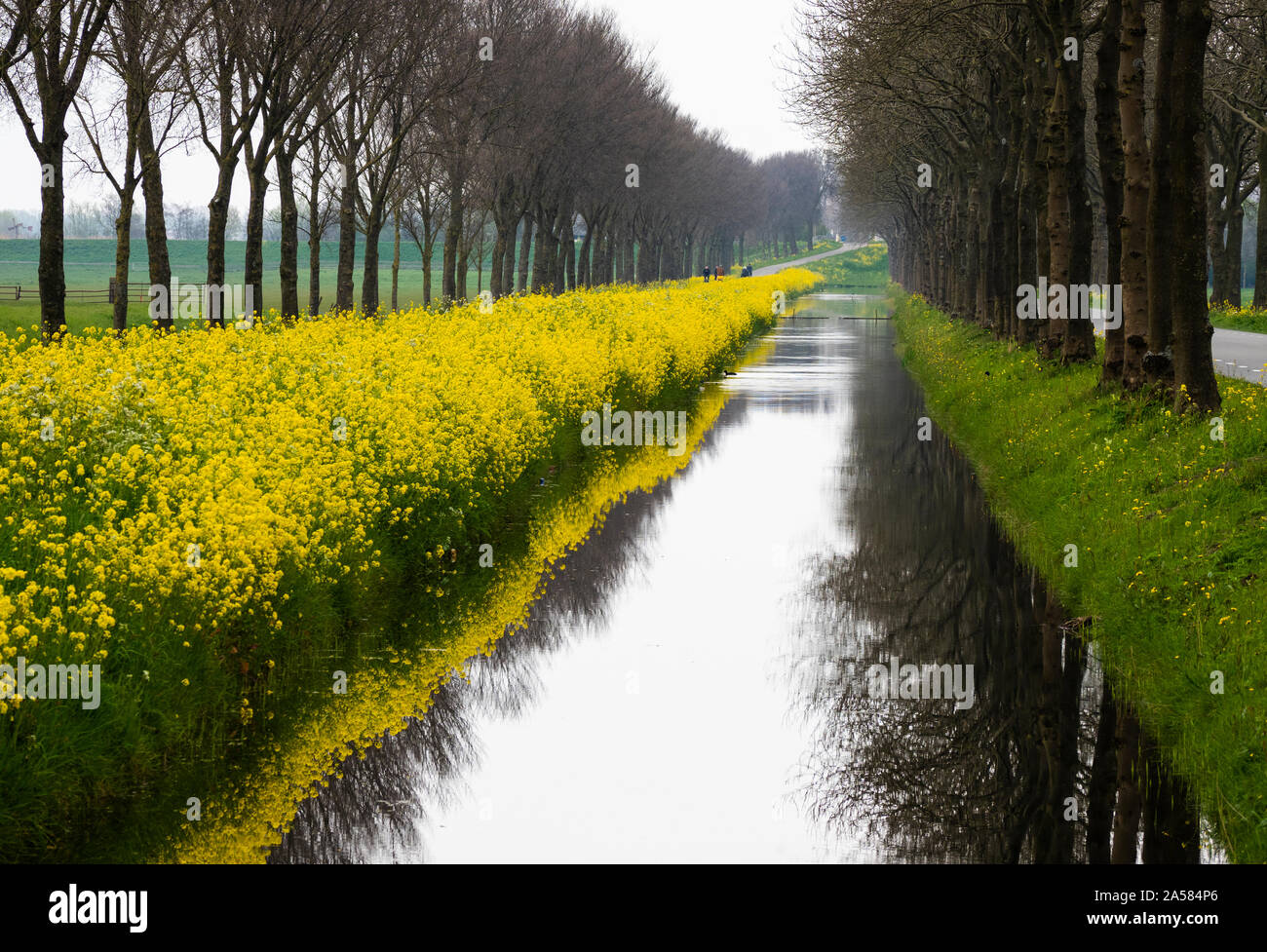 Paesaggio con canal orlate da alberi e fiori gialli, Oosterweg, Purmerend, North Holland, Paesi Bassi Foto Stock