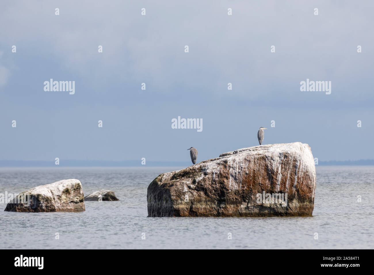 Heron bird stand su una grande roccia in mare contemplate all uccelli sgabello Foto Stock