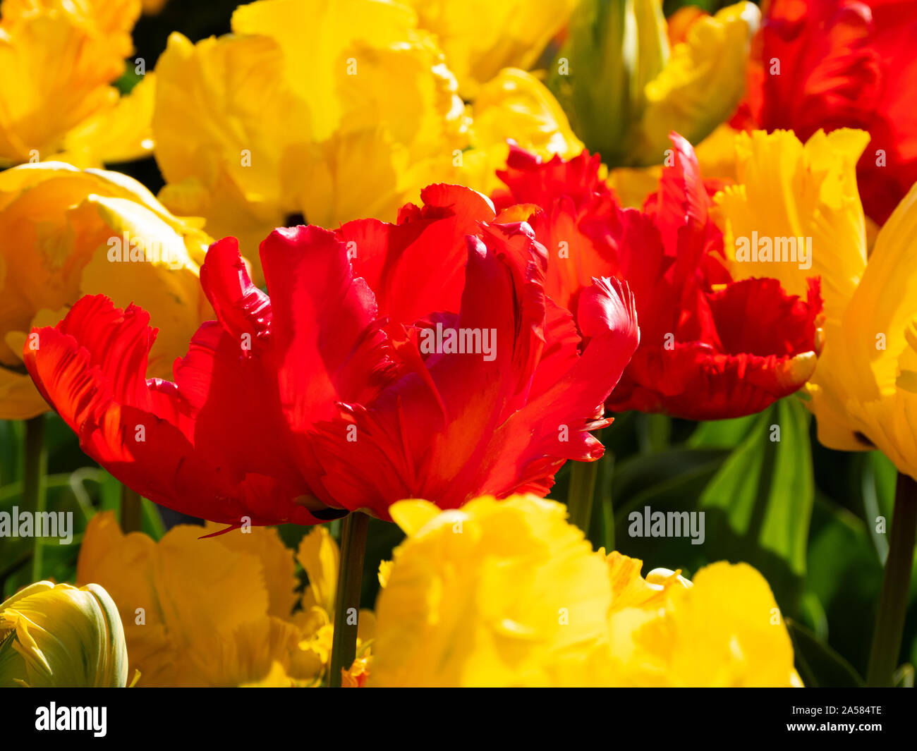 Close-up di fiori nel campo di tulipani colorati, Schagerbrug, North Holland, Paesi Bassi Foto Stock