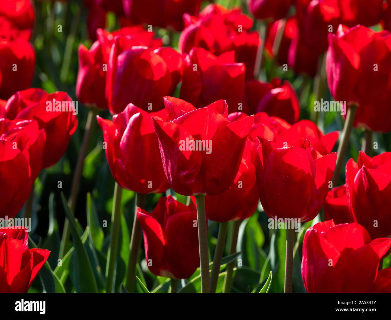 Close-up di fiori nel campo di tulipani rossi, Schagerbrug, North Holland, Paesi Bassi Foto Stock