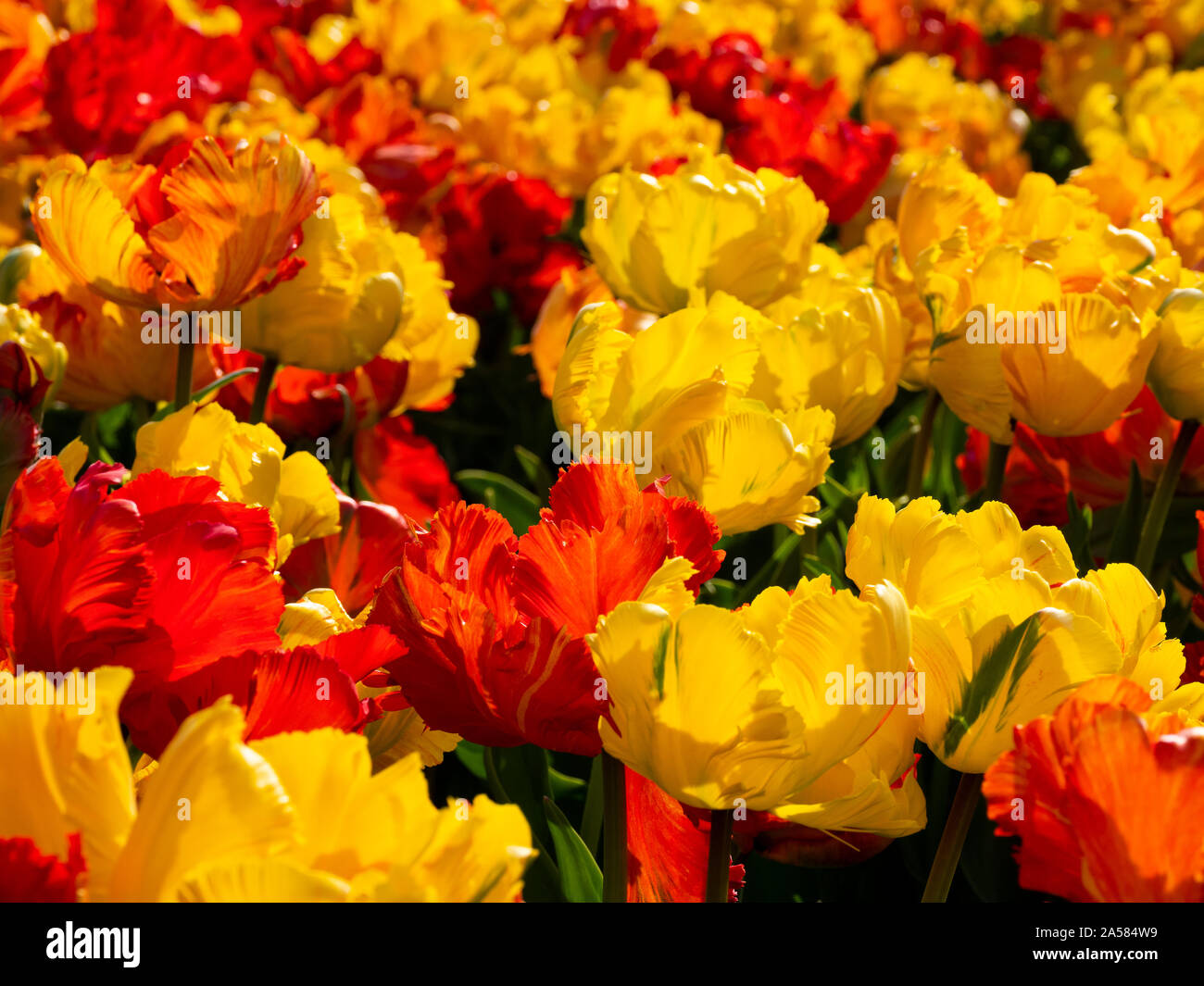 Close-up di fiori nel campo di tulipani colorati, Schagerbrug, North Holland, Paesi Bassi Foto Stock