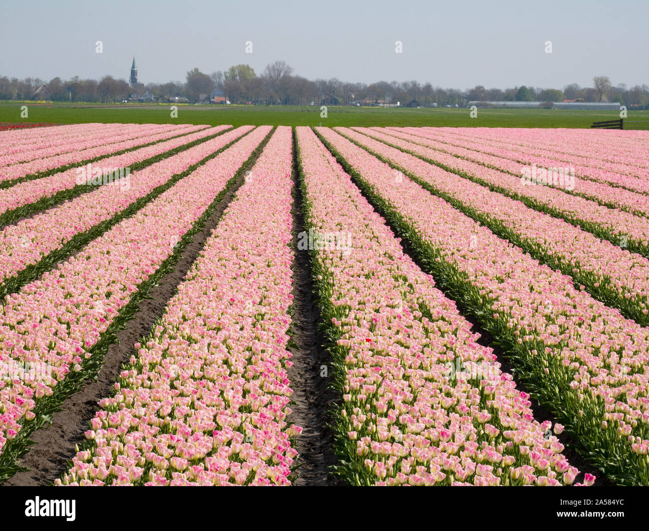 Paesaggio con rosa campo di tulipani, Hoogwoud, North Holland, Paesi Bassi Foto Stock