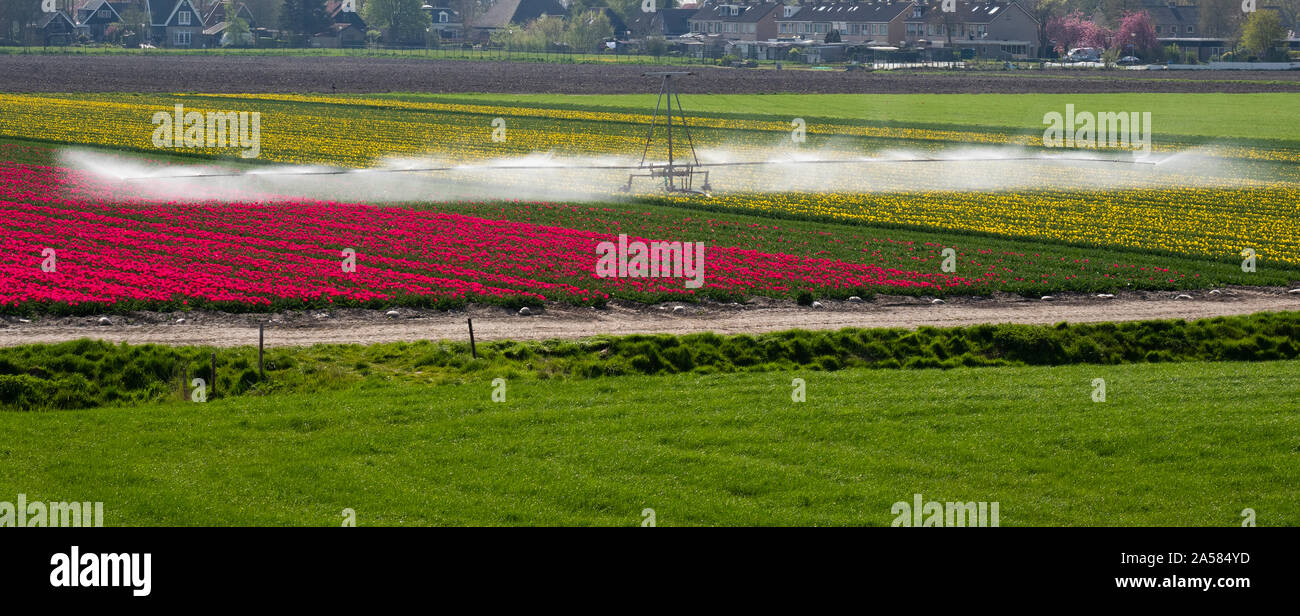 Campo di tulipani con sprinkler agricoli, North Holland, Paesi Bassi Foto Stock