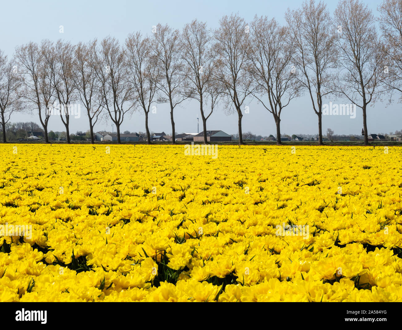 Paesaggio con giallo orlate da alberi di Monte Carlo campo di tulipani, De Weere, North Holland, Paesi Bassi Foto Stock