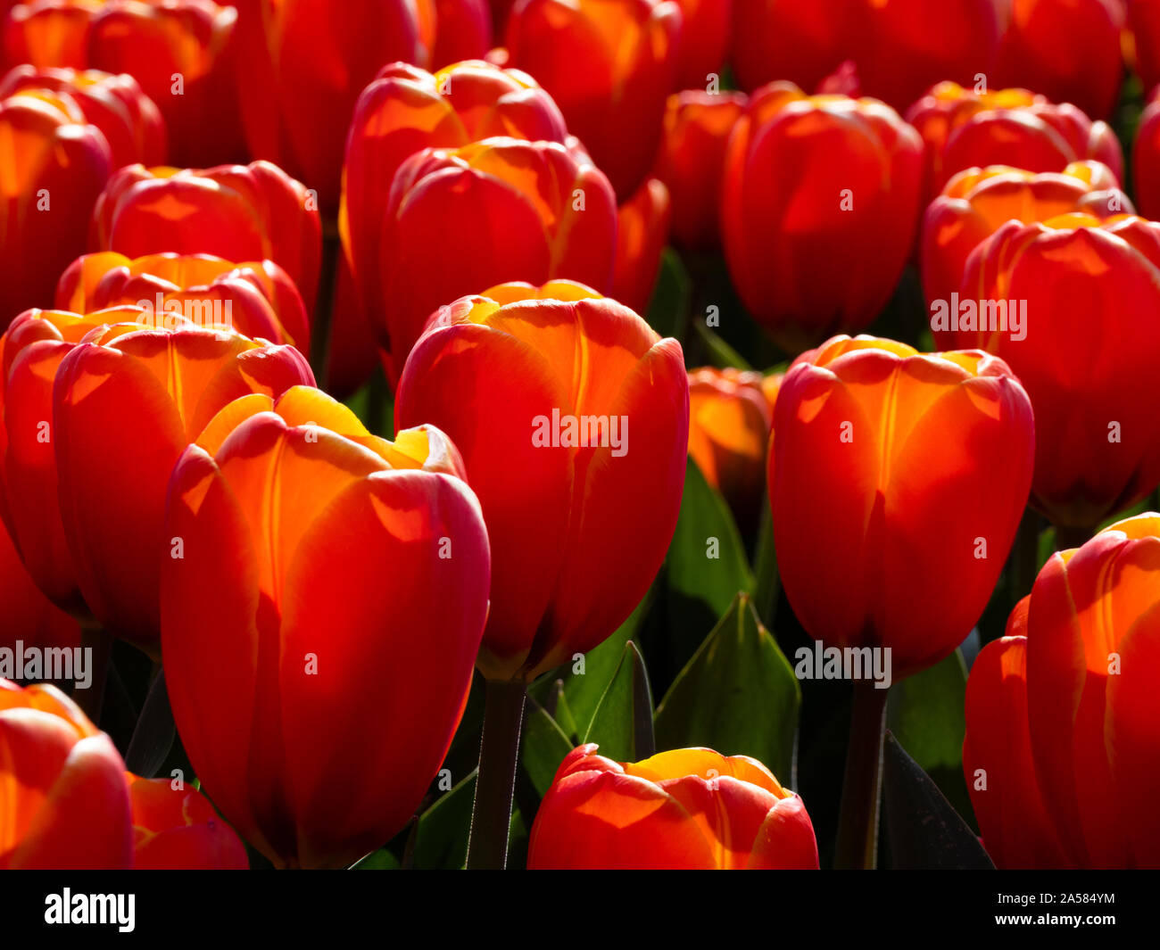 Close-up del campo di tulipani rossi, Schagerbrug, North Holland, Paesi Bassi Foto Stock