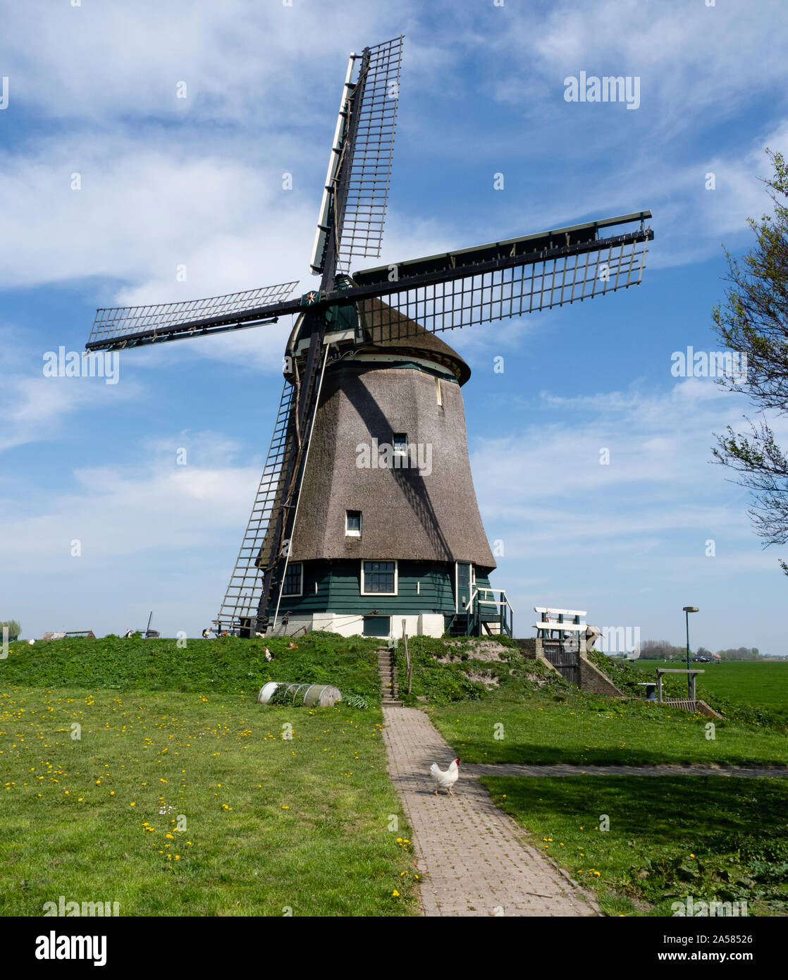 Rurale scena con mulino a vento e pollo, Oude Niedorp, North Holland, Paesi Bassi Foto Stock