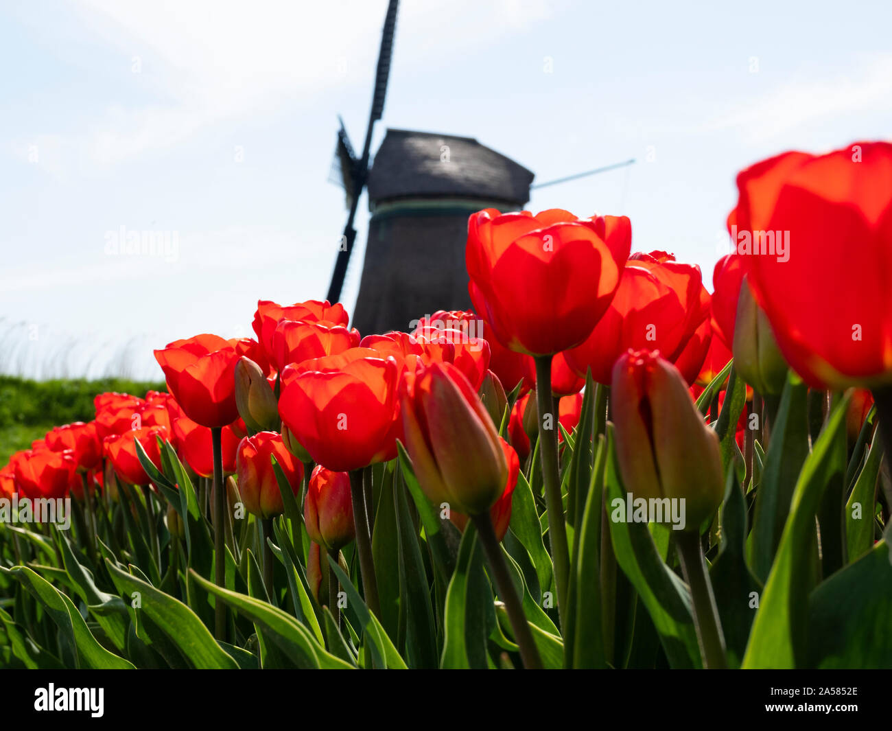 Close-up di tulipani rossi in campo contro il mulino a vento, Obdam, North Holland, Paesi Bassi Foto Stock
