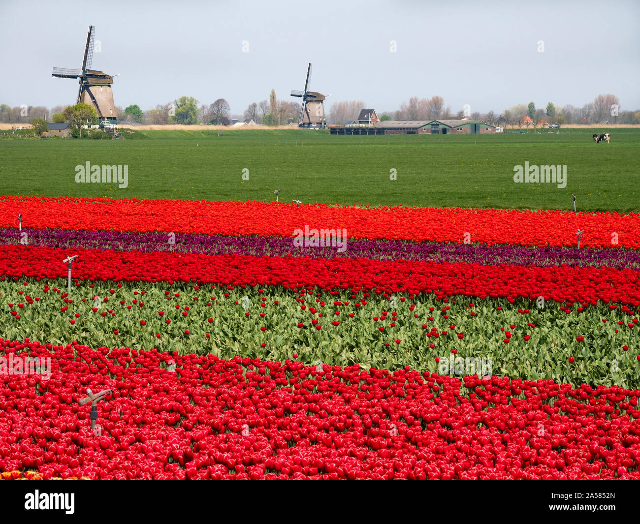 Paesaggio con campo di tulipani e mulini a vento, Obdam, North Holland, Paesi Bassi Foto Stock