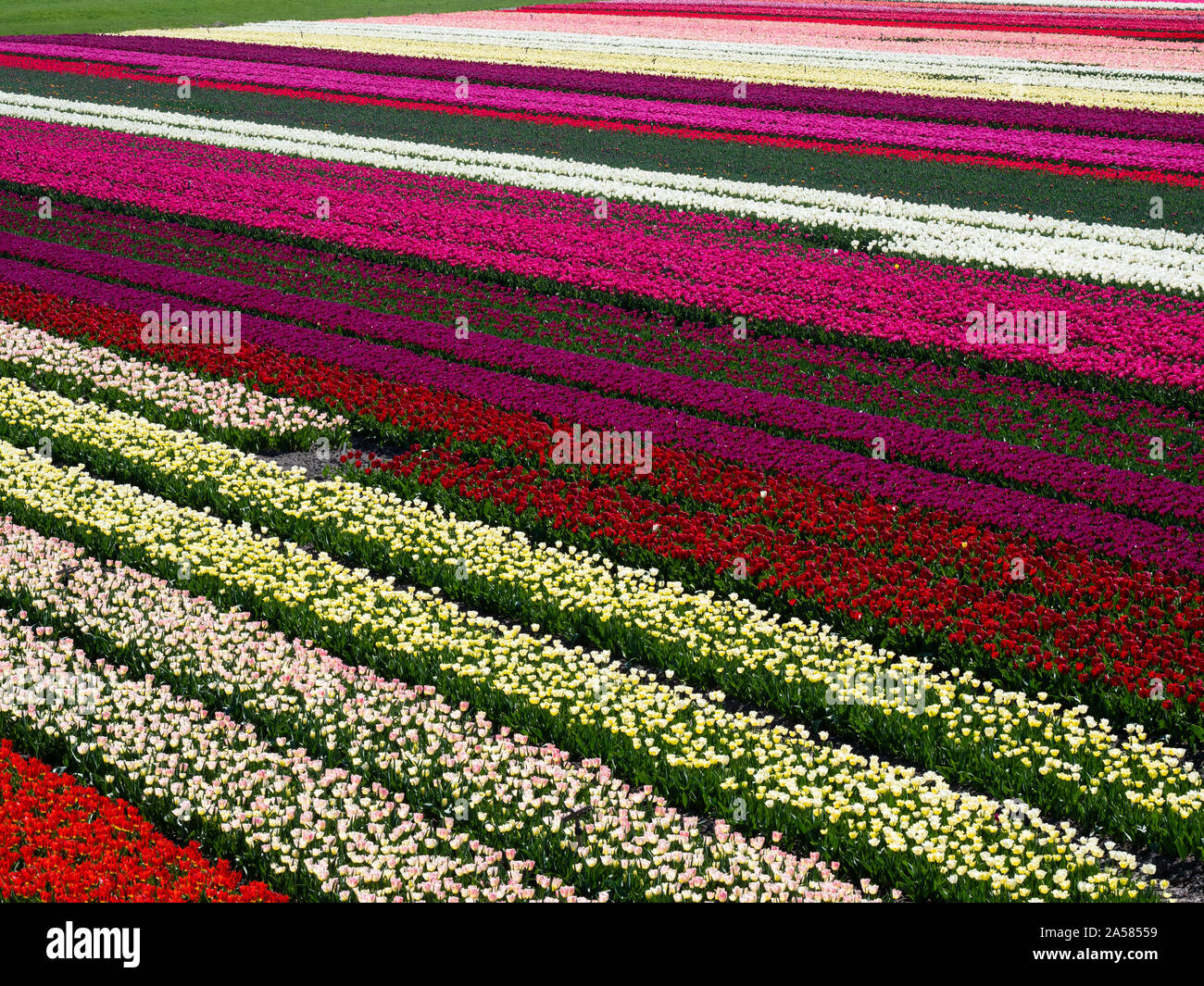 Paesaggio con colorati campo di tulipani, North Holland, Paesi Bassi Foto Stock
