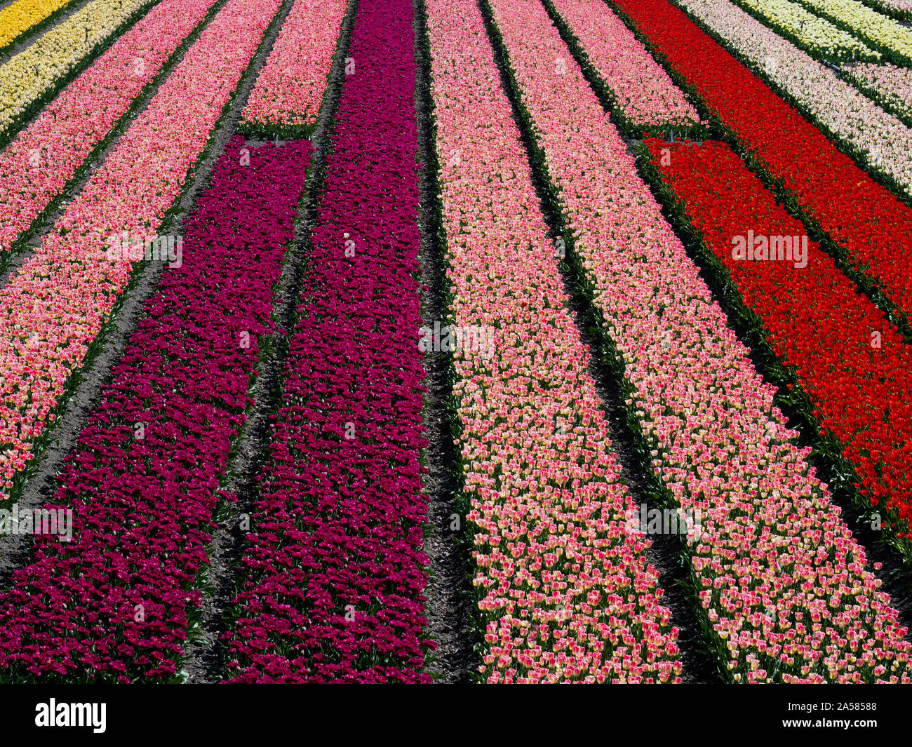 Paesaggio con colorati campo di tulipani, North Holland, Paesi Bassi Foto Stock