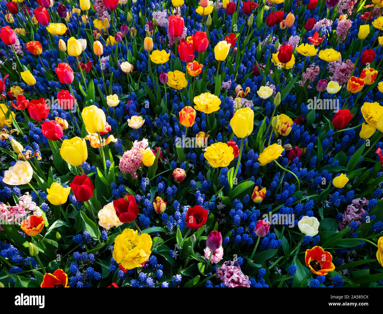 Colorato tulip aiuola, Giardini Keukenhof Lisse, South Holland, Paesi Bassi Foto Stock