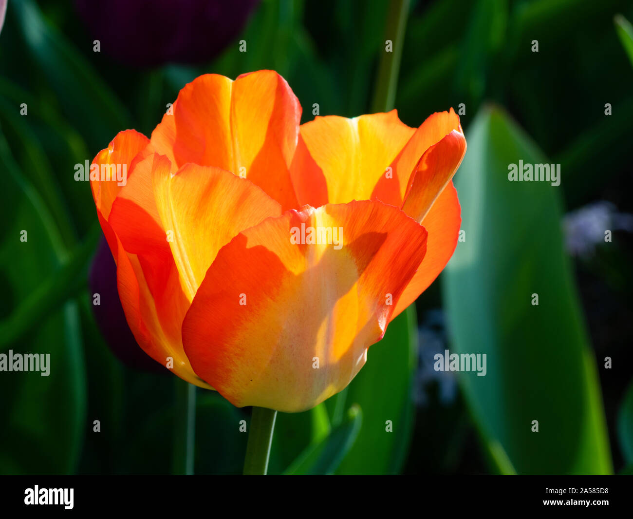 Close-up di tulipano giallo in giardini Keukenhof Lisse, South Holland, Paesi Bassi Foto Stock