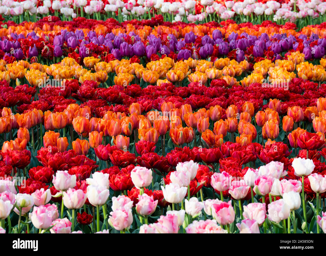 Colorato tulip aiuola, Giardini Keukenhof Lisse, South Holland, Paesi Bassi Foto Stock