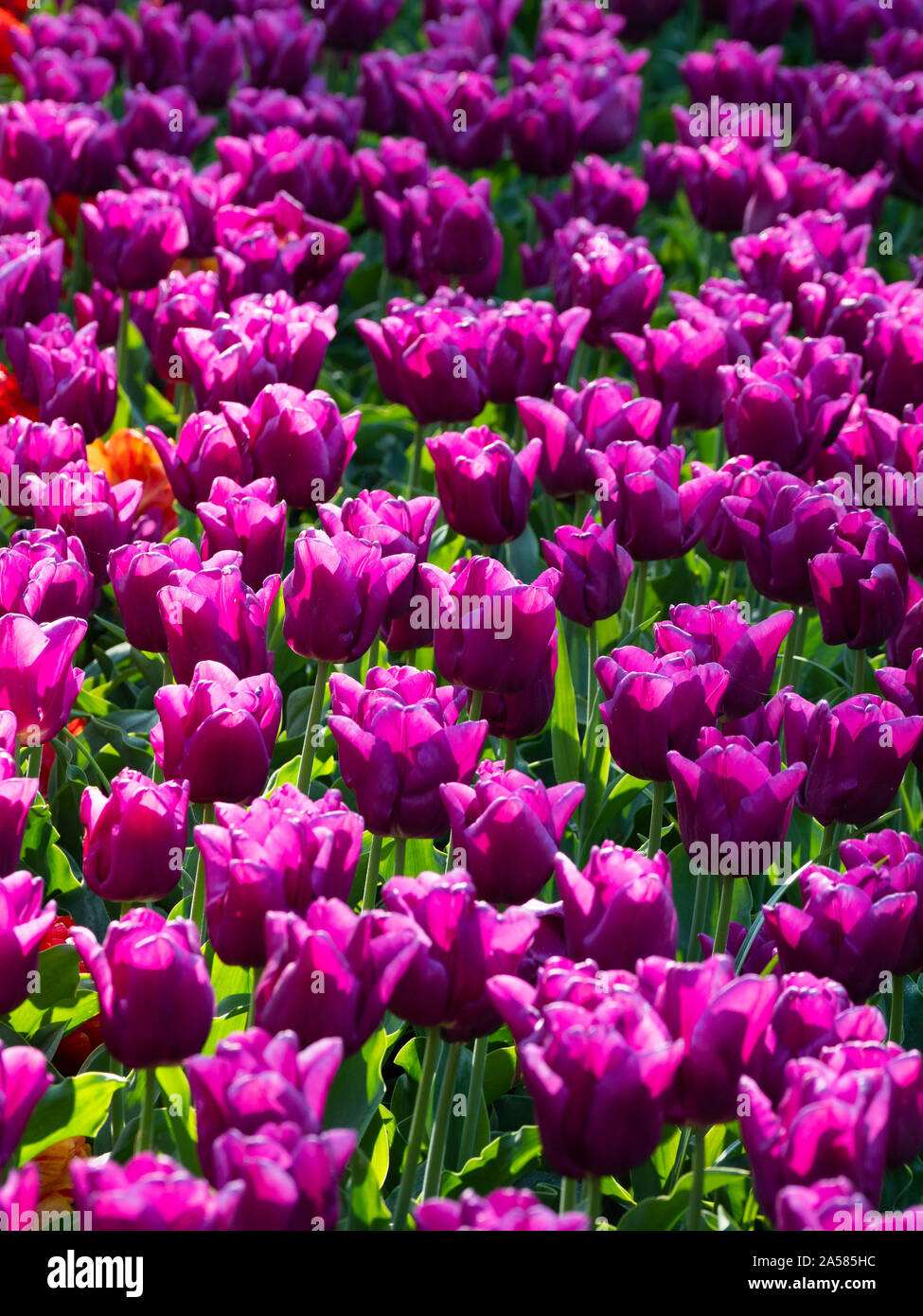Viola tulip aiuola, Giardini Keukenhof Lisse, South Holland, Paesi Bassi Foto Stock