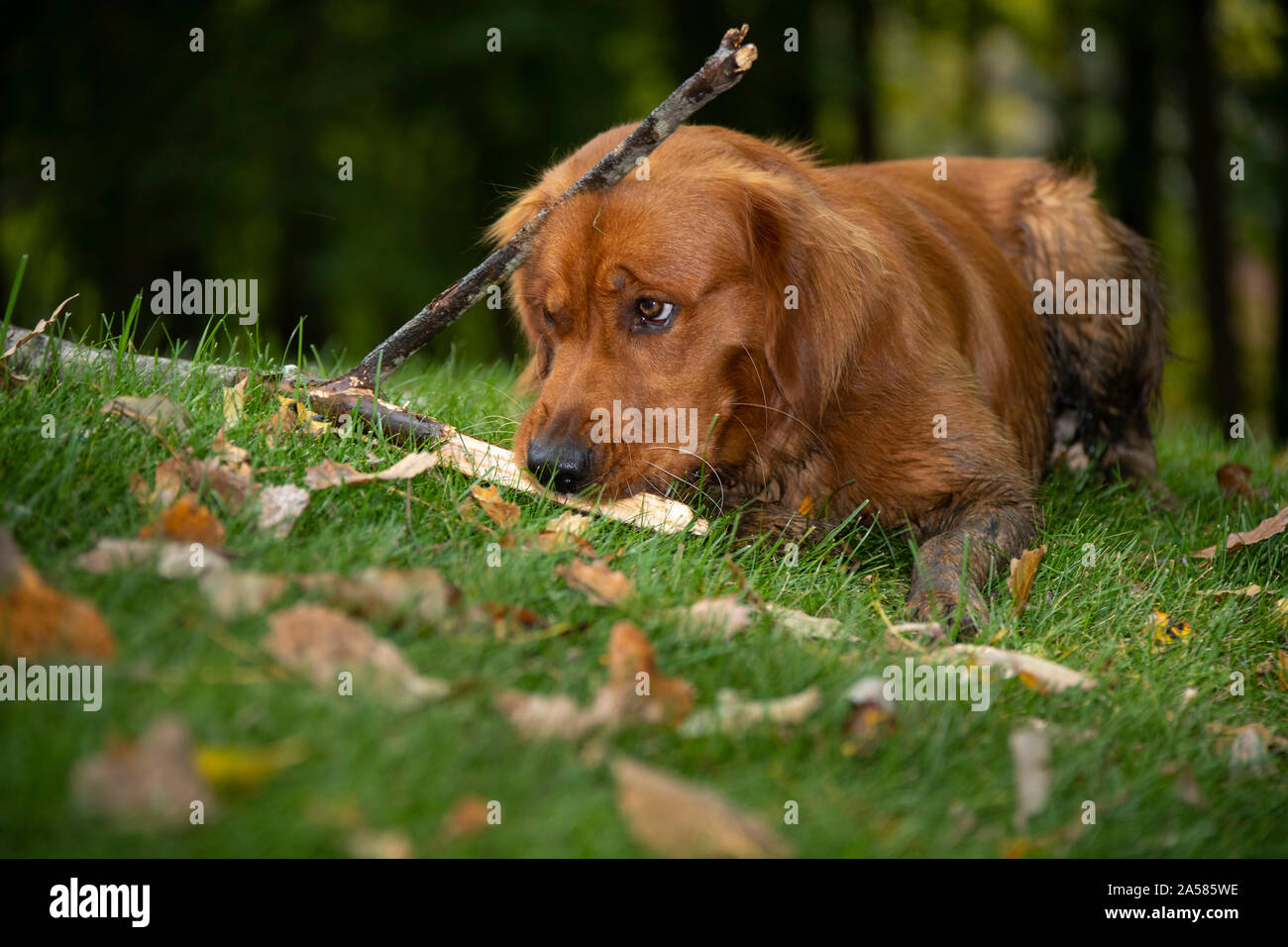 Un golden retriever cane masticare un Memory Stick™ nell'erba. Foto Stock
