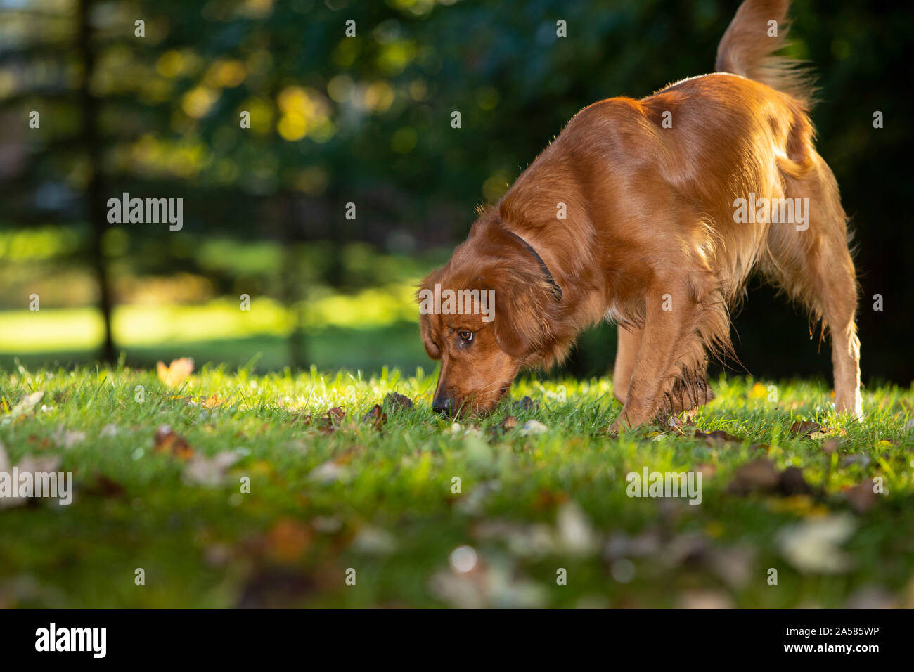 Un golden retriever dog sniffing nell'erba. Foto Stock