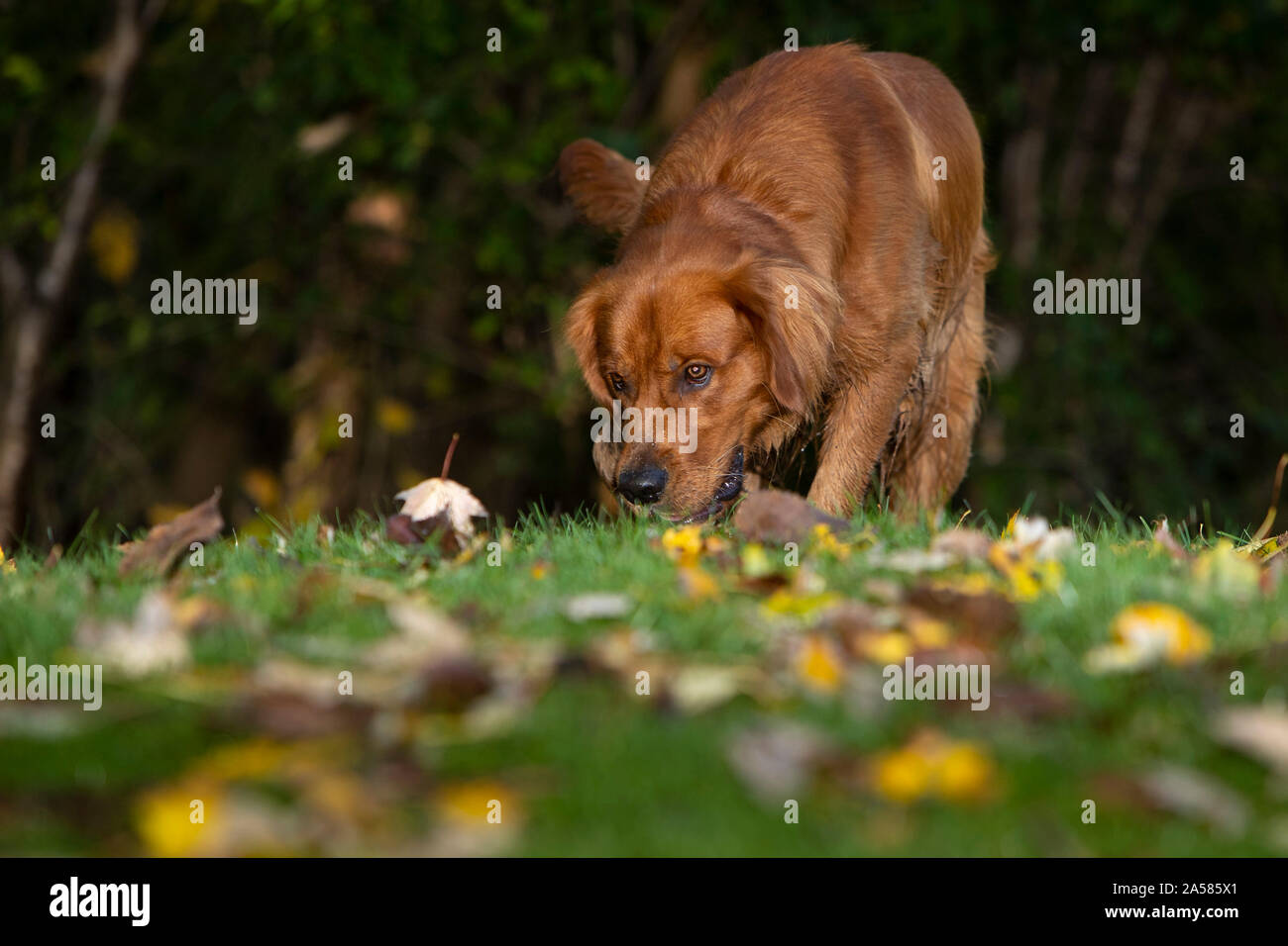 Un golden retriever cane annusando l'erba. Foto Stock