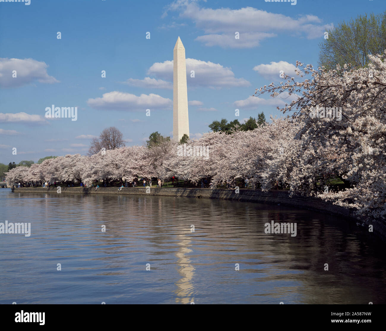 Il Monumento a Washington, visto da Potomac Tidal Basin a primavera la fioritura dei ciliegi tempo, Washington, D.C. Foto Stock