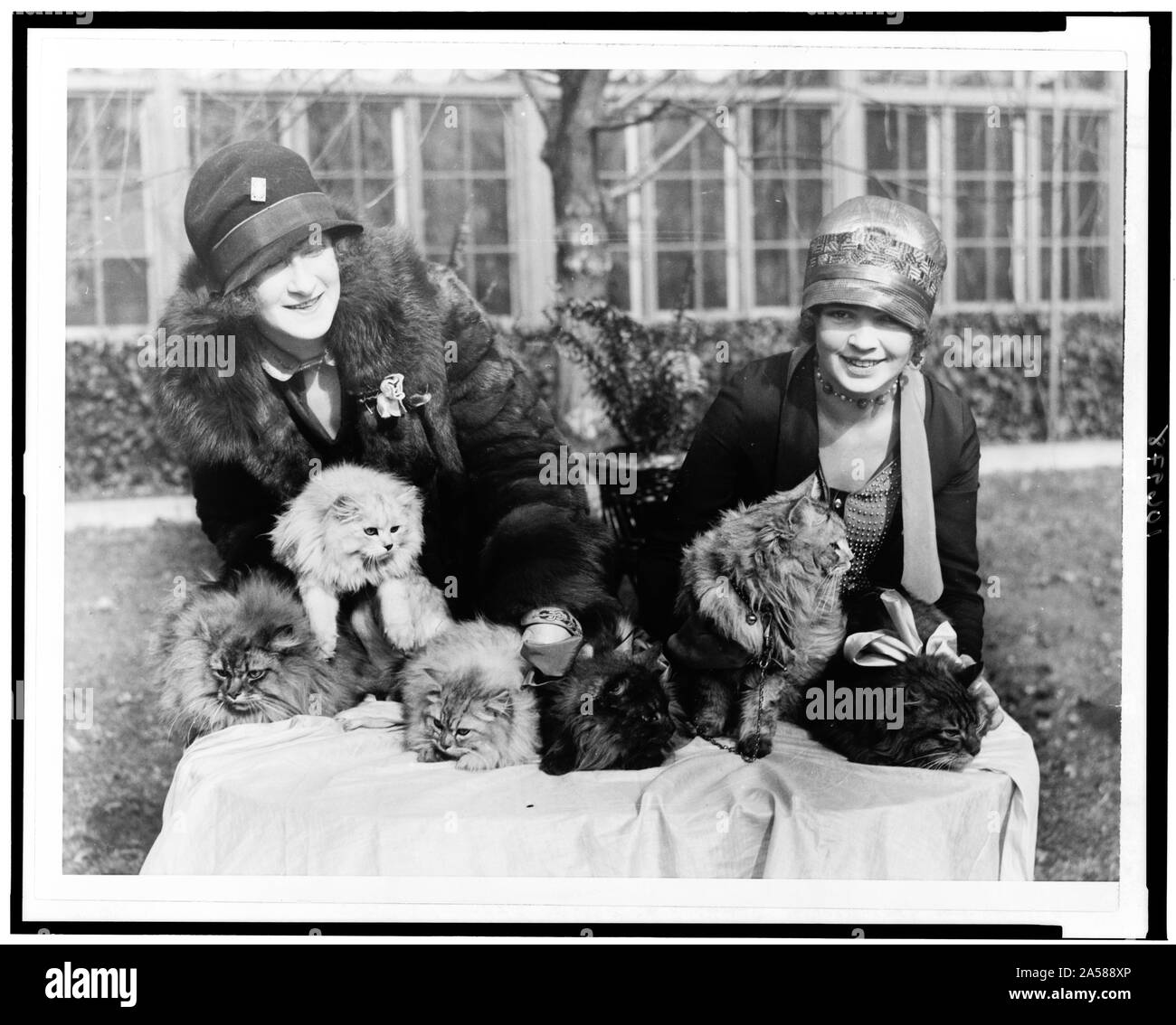 Washington cat visualizza si apre a Wardman Park Hotel Foto Stock