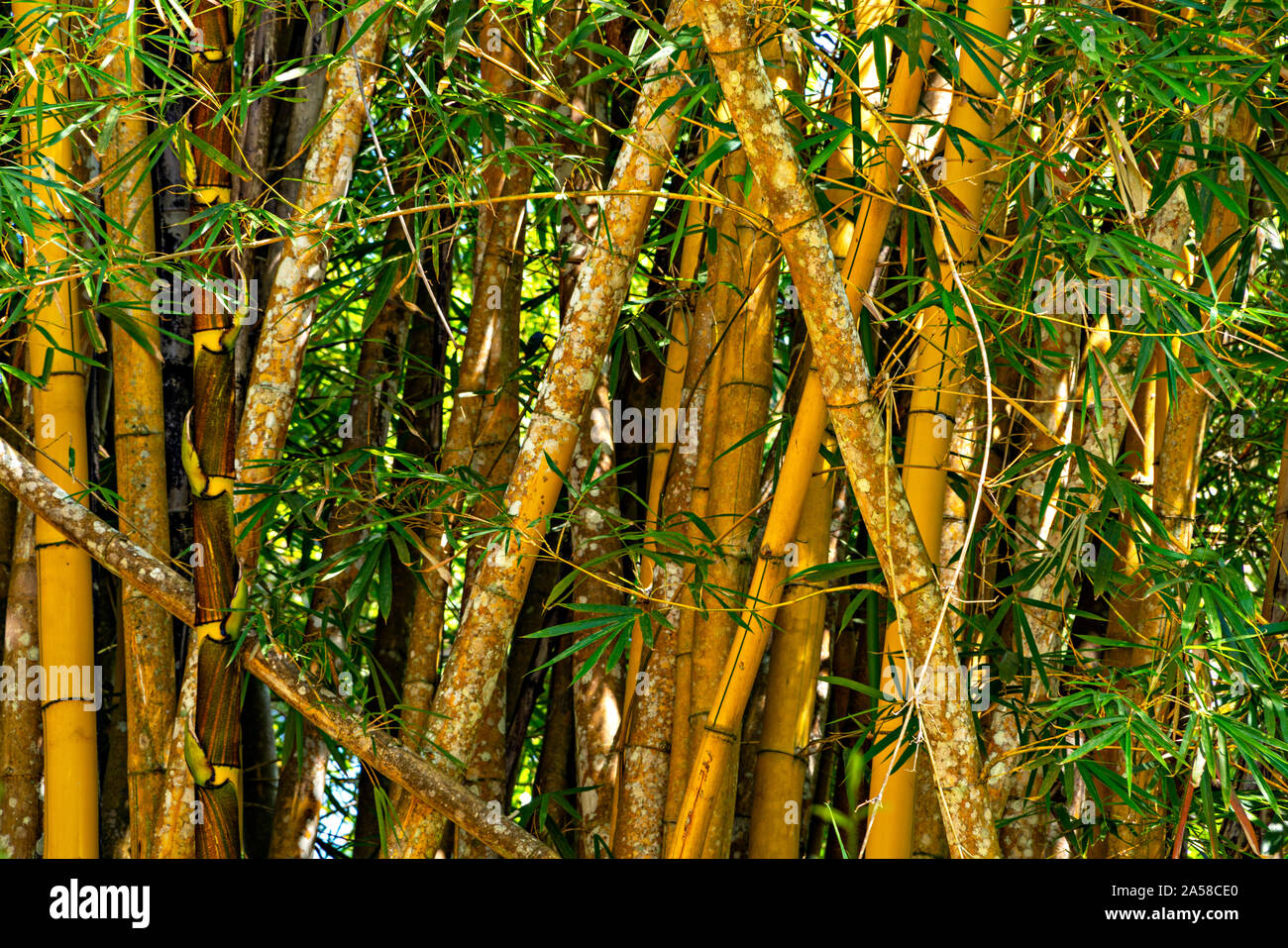 Boschetto di bambù Foto Stock