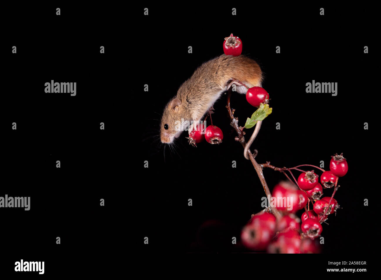 Harvest Mouse cercando fr cibo Foto Stock