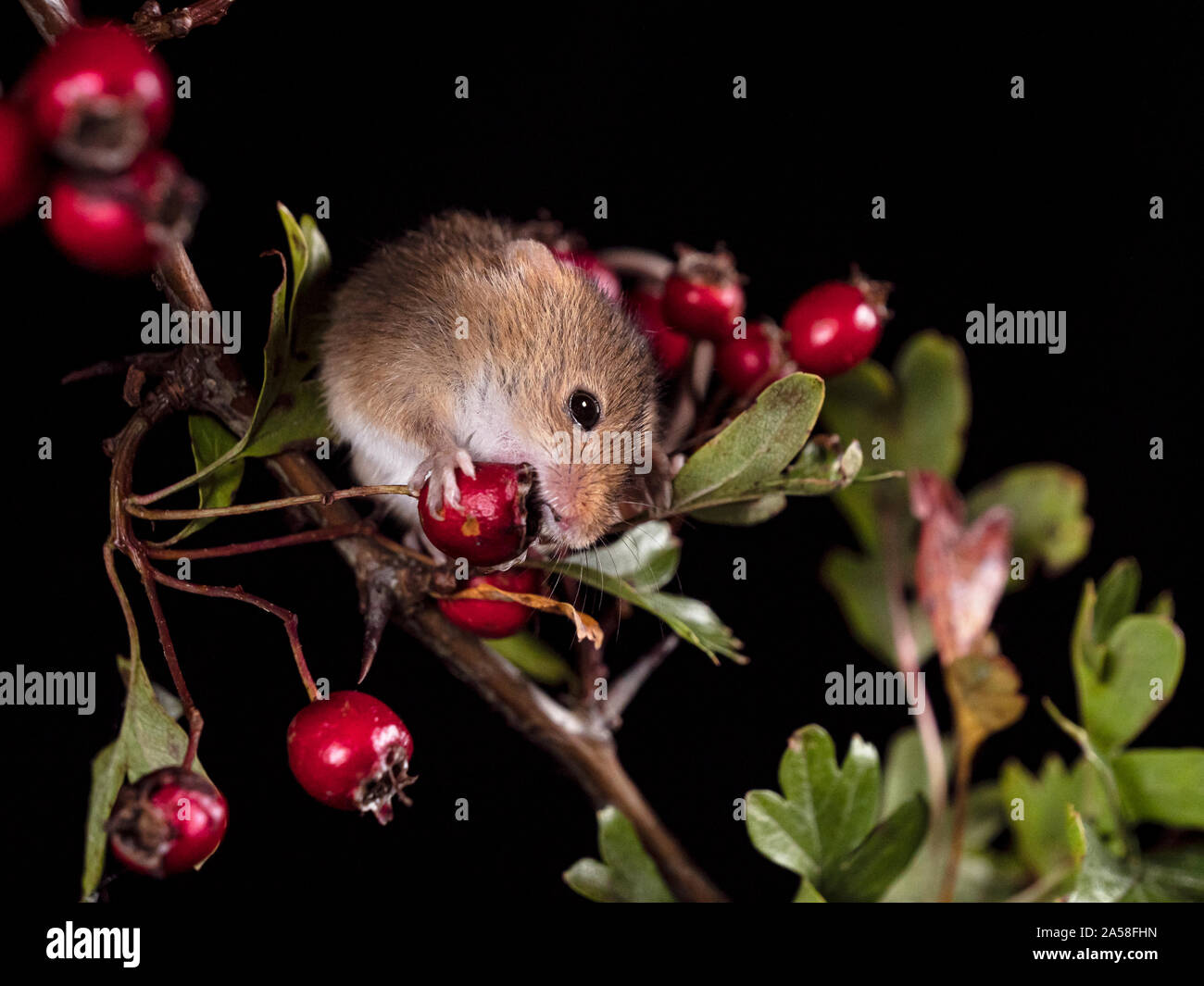 Harvest Mouse cercando fr cibo Foto Stock