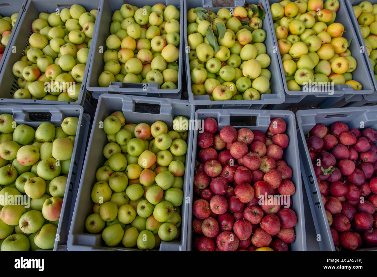 Cesti con appena raccolto mele Foto Stock