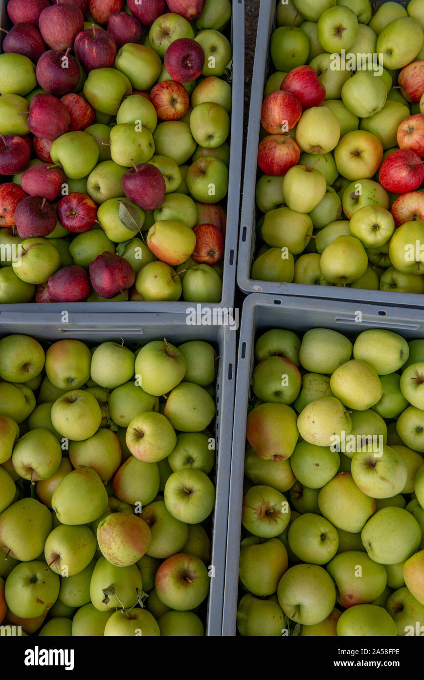 Cesti con appena raccolto mele Foto Stock