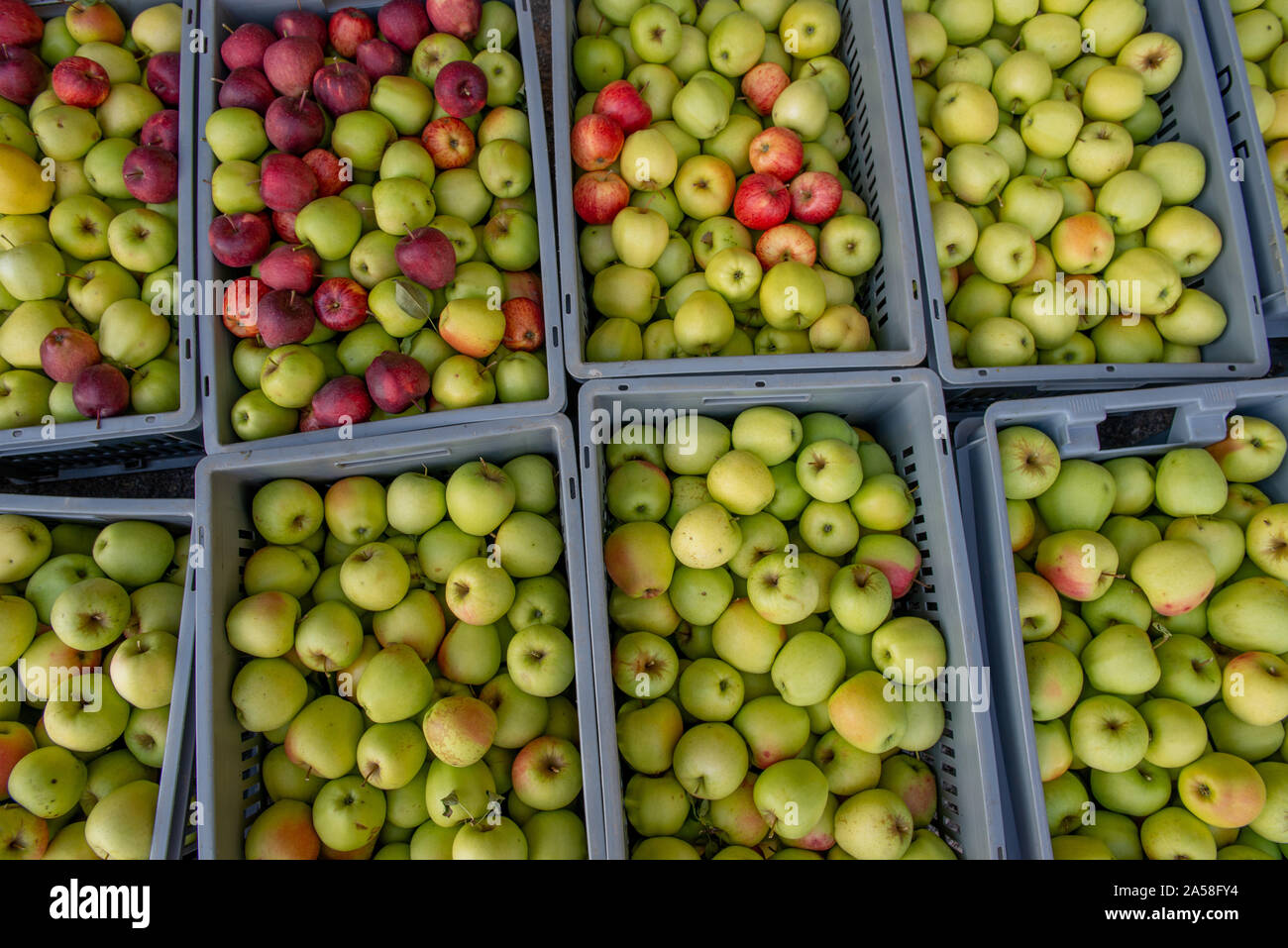 Cesti con appena raccolto mele Foto Stock