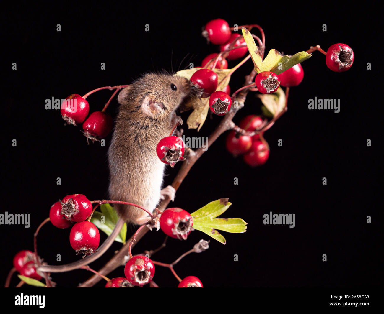 Harvest Mouse cercando fr cibo Foto Stock
