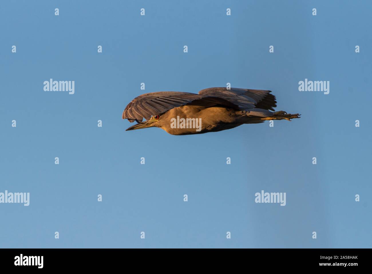 Grande Nero coronato Nitticora bird ha ali stese mentre volare nell'incandescente luce del sole di mattina. Foto Stock