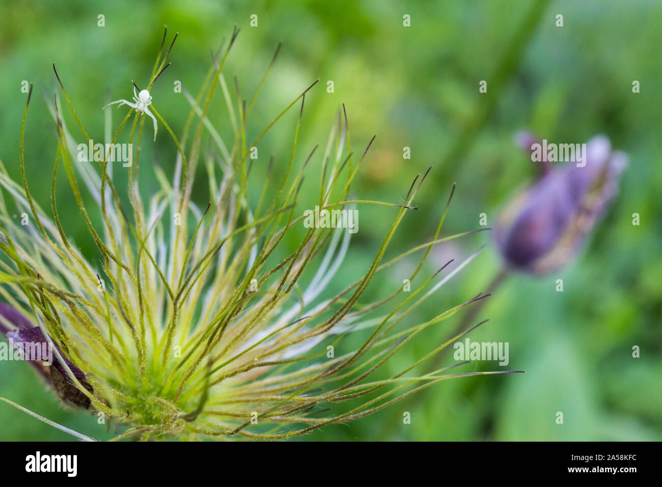 Piccola "pasque flower Pulsatilla pratensis nigricans frutta e un minuscolo bianco ragno granchio Misumena vatia Foto Stock