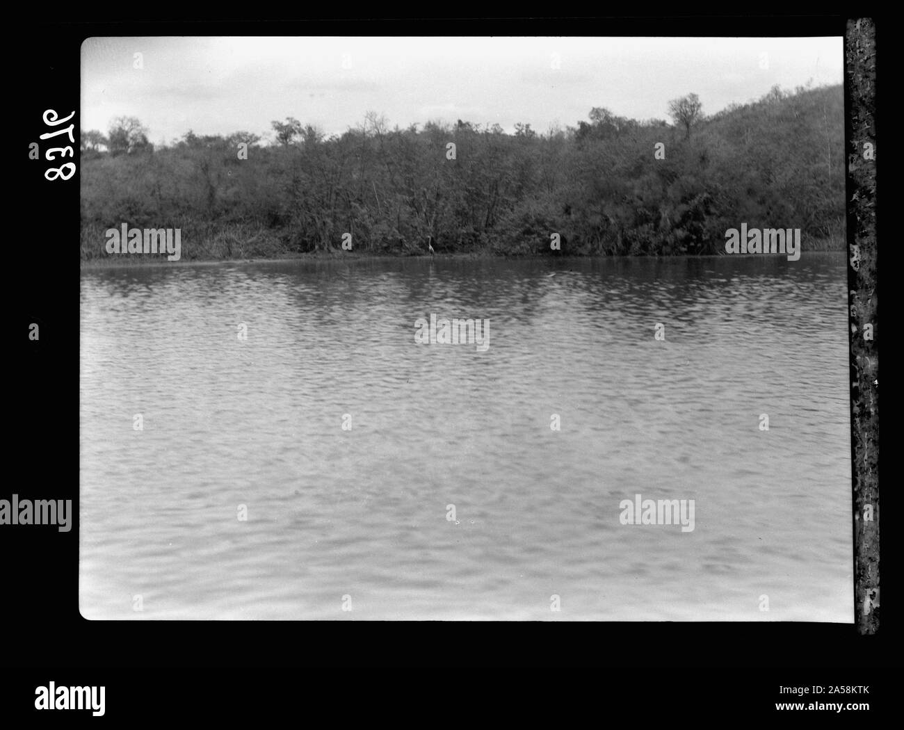 Uganda. Victoria Nilo. Shore mostra lungo collo uccello acqua a distanza Foto Stock