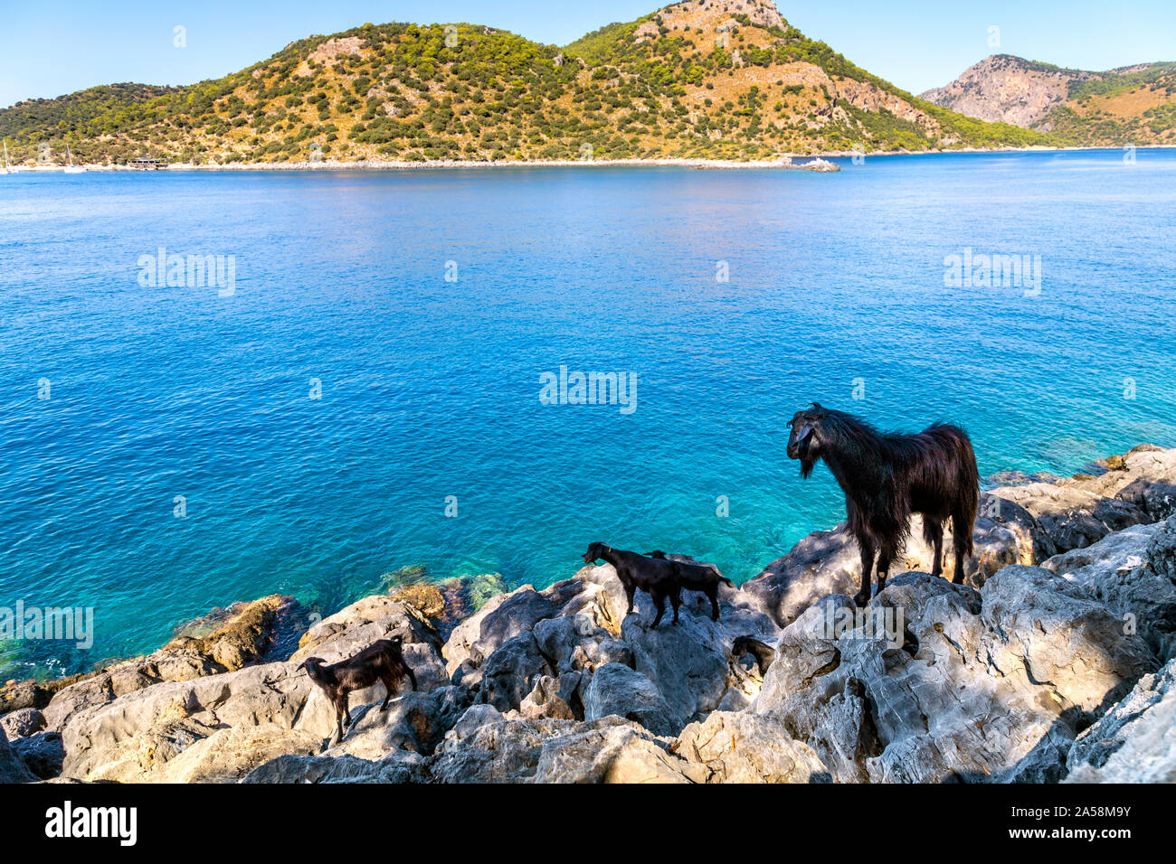 Capre di montagna su Karacaören Isola, Riviera Turca, Turchia Foto Stock