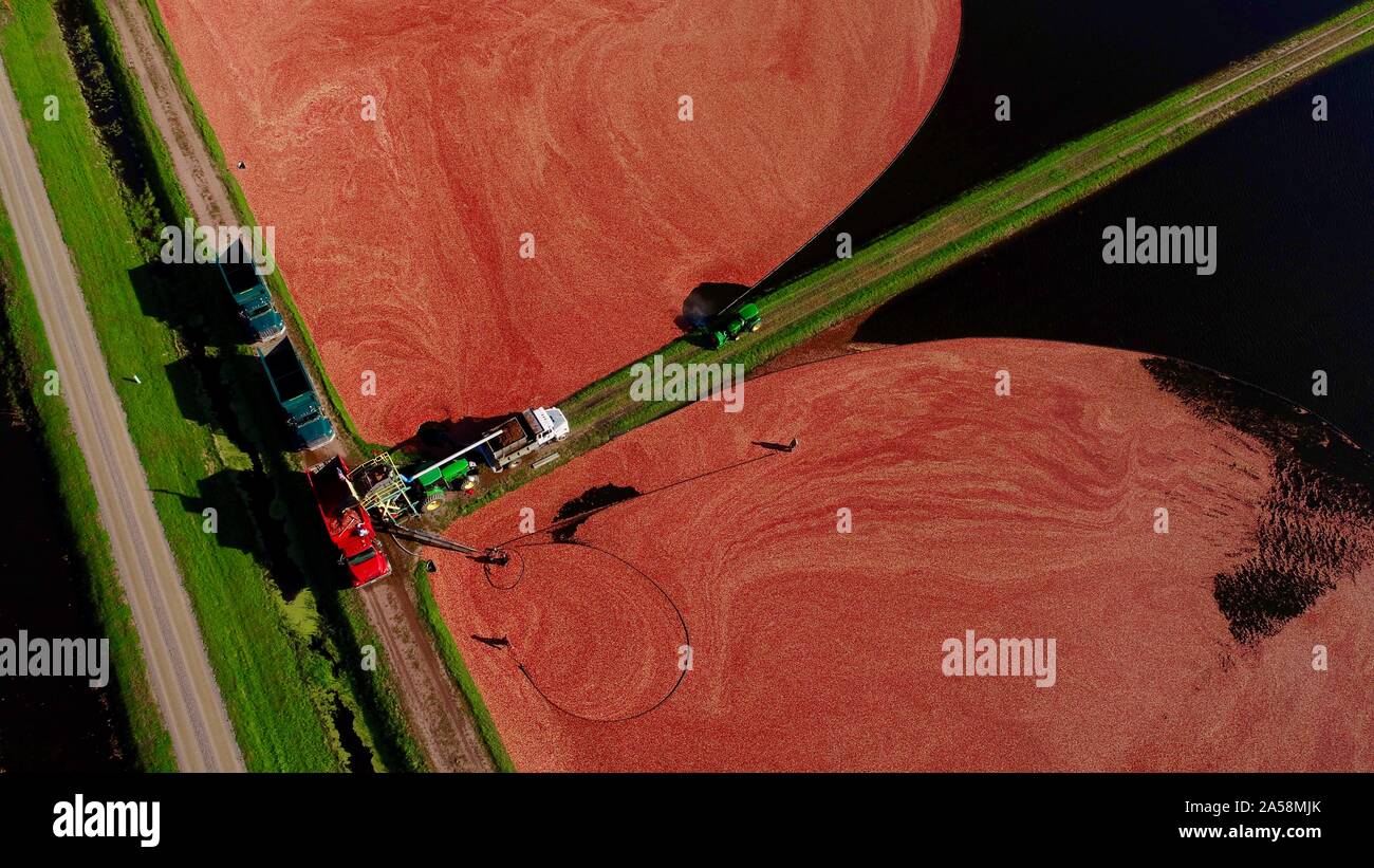 Vista aerea della raccolta di mirtilli rossi galleggianti in un invaso mirtillo palustre marsh in autunno in una fattoria fuori Wisconsin Rapids, Wisconsin, STATI UNITI D'AMERICA Foto Stock