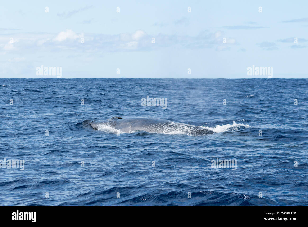Vista laterale di un sei balena (Balaenoptera borealis) e il suo foro di sfiato come superfici per respiro nell'Oceano Atlantico al largo delle Azzorre. Foto Stock