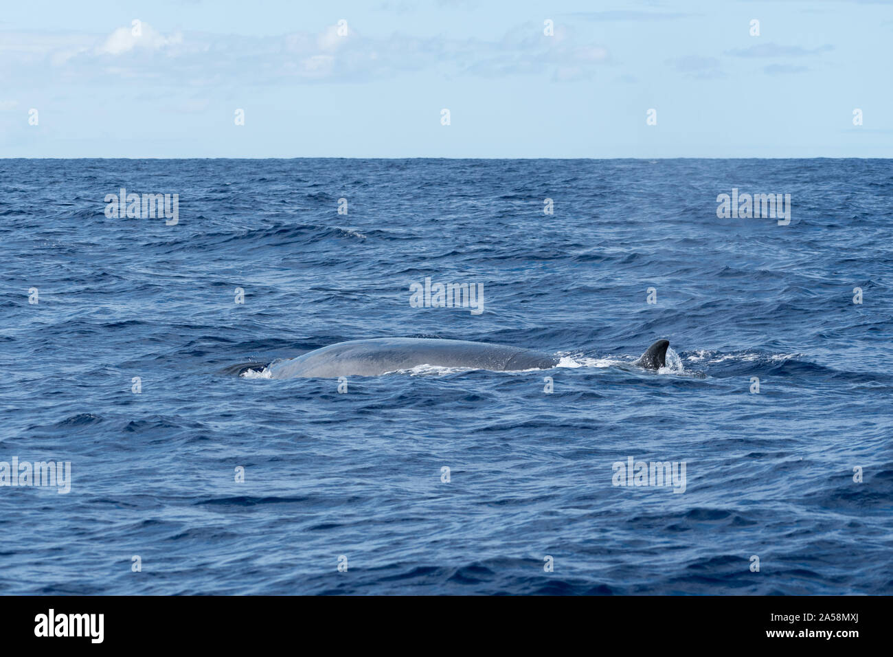 Vista laterale di un sei balena (Balaenoptera borealis) e la sua pinna dorsale come superfici per respiro nell'Oceano Atlantico al largo delle Azzorre. Foto Stock