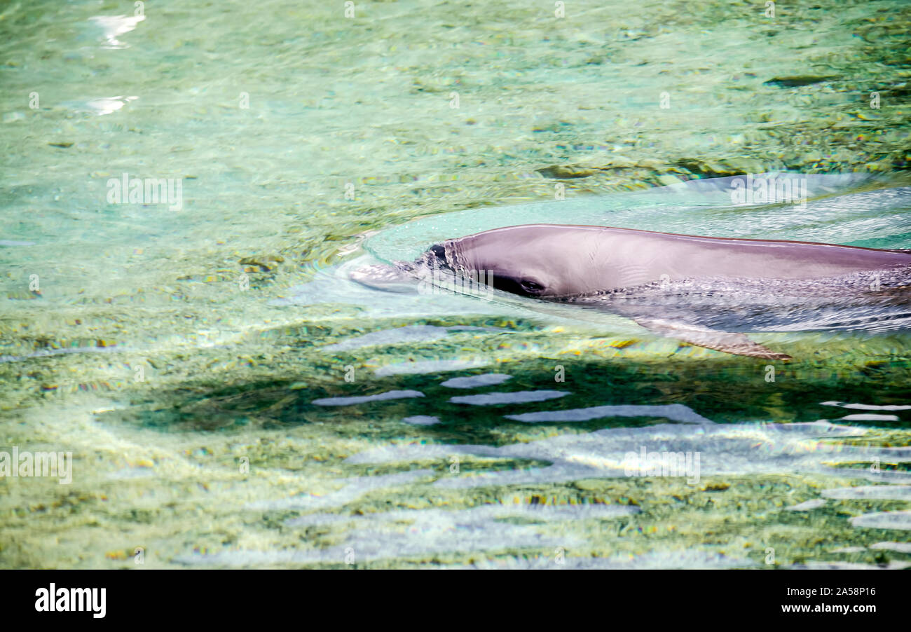 Dolphin galleggiante nella laguna turchese di Moorea, Polinesia Francese Foto Stock