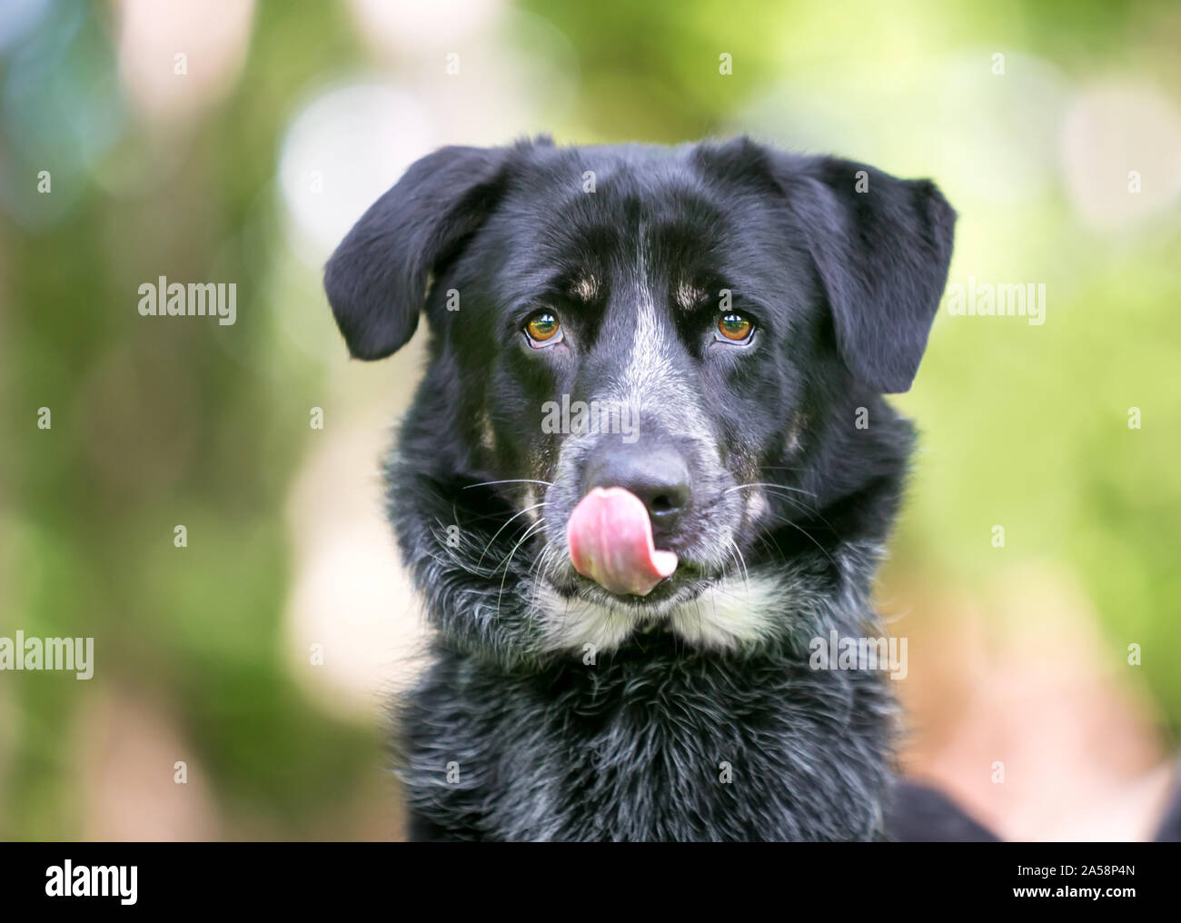 Un Border Collie / Miniature pinscher razza cane leccare le sue labbra Foto Stock