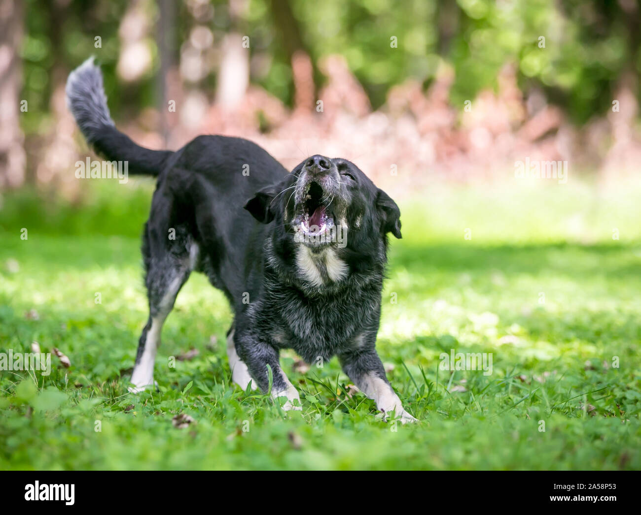 Un giocoso Border Collie / Miniature pinscher razza cane in piedi in un gioco di posizione di prua e barking Foto Stock