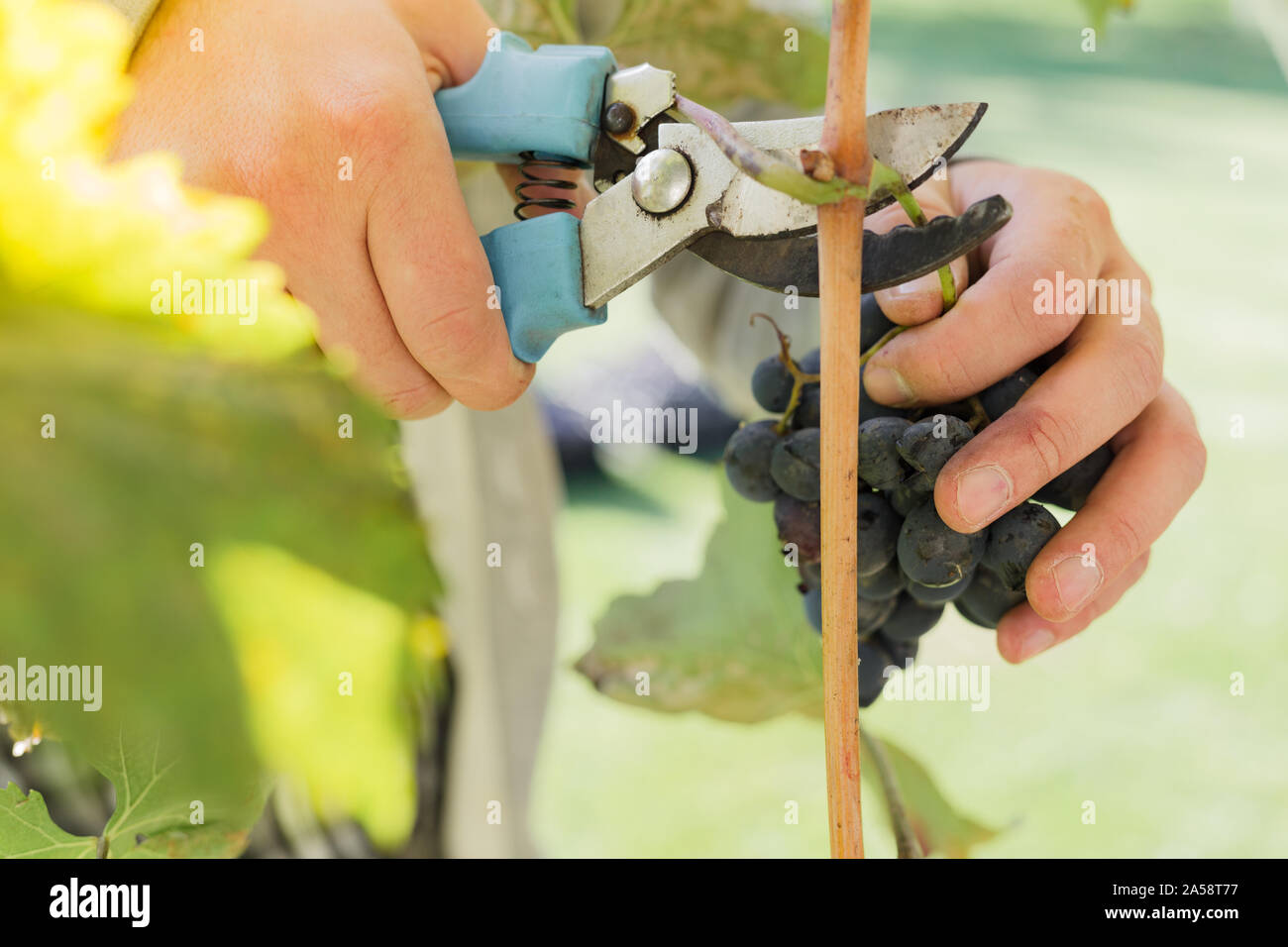 Raccolto di uomo maturo grappolo di uva nera sulla vite. Mani maschio picking autunno raccolto di uve per la produzione del vino in vigna. Il Cabernet Sauvignon, Merlot, Pinot Foto Stock