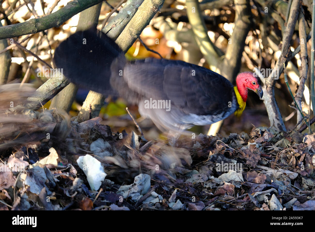 Bush australiano turchia graffiare in foglie nel Sud del Queensland Australia Foto Stock