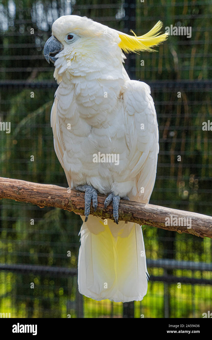 Giallo Crested Cookatoo Parrot vista ravvicinata mostra white feather testina del giallo piume occhi e becco Foto Stock