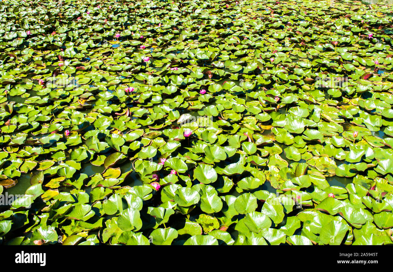 Sfondo-acqua di rosa fiori di giglio circondato dal verde di ninfee in uno stagno oscuro con spazio di copia Foto Stock