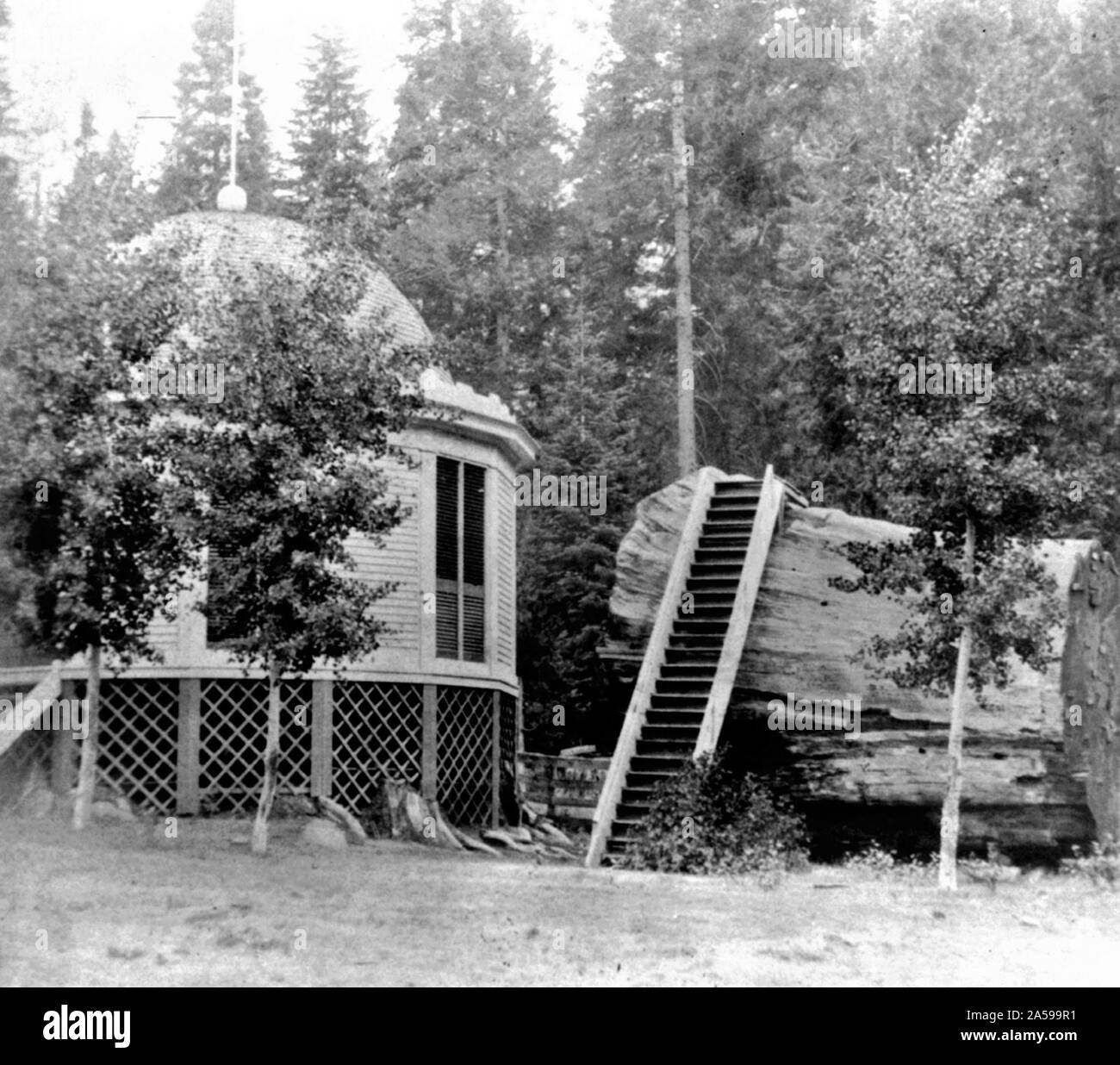 La storia della California - moncone originale del grande albero - diametro 32 ft. - Mammut Grove Hotel ca. 1866 Foto Stock