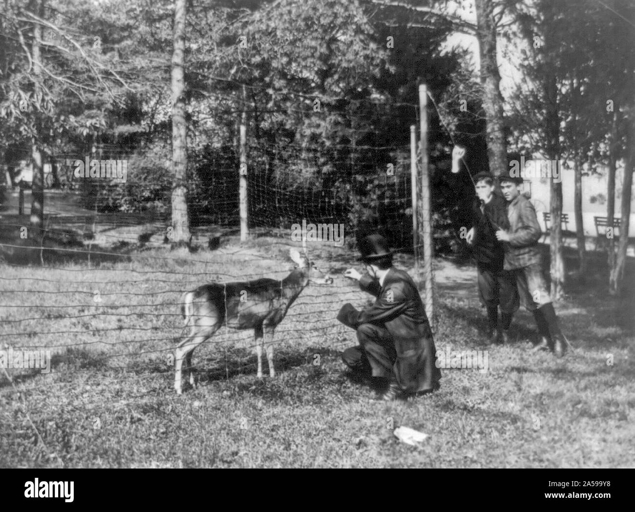 L'uomo alimentando un cervo presso lo Zoo Nazionale di Washington, D.C. ca. 1909-1932 Foto Stock