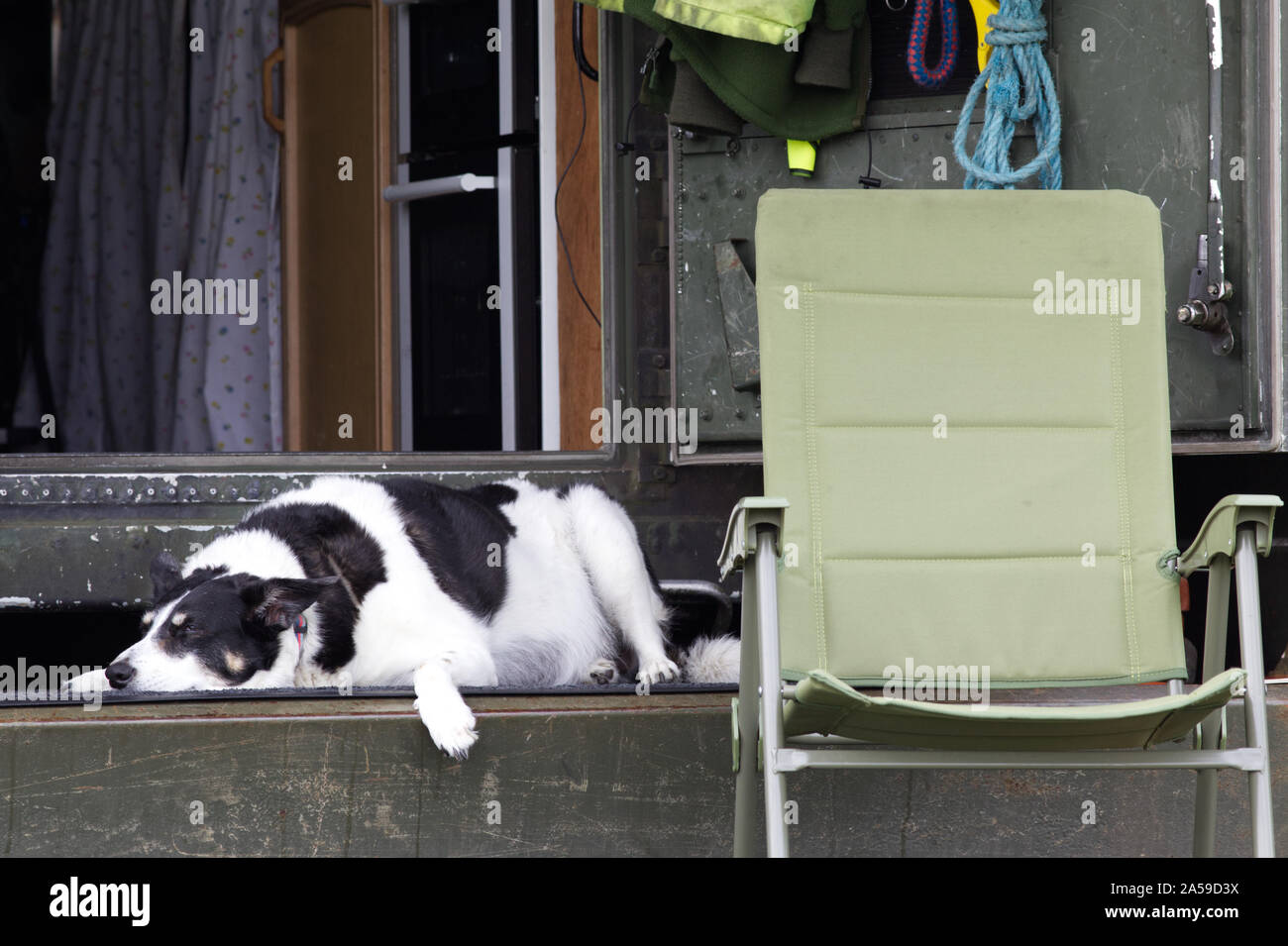 Cane rilassante sulla parte posteriore di un camion Foto Stock