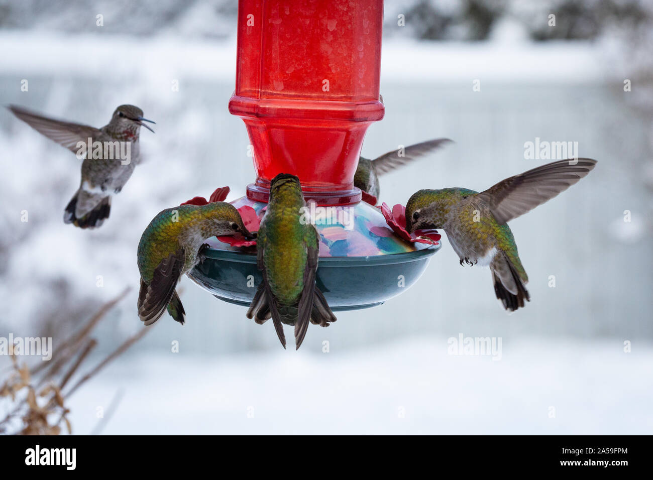 Cinque colibrì di Anna mangiano all'alimentatore in inverno Foto Stock